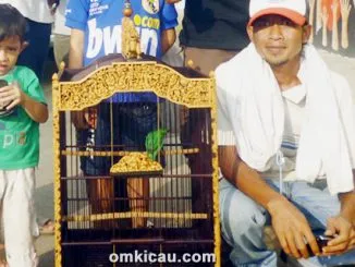 Feat Cucak Hijau Napoleon