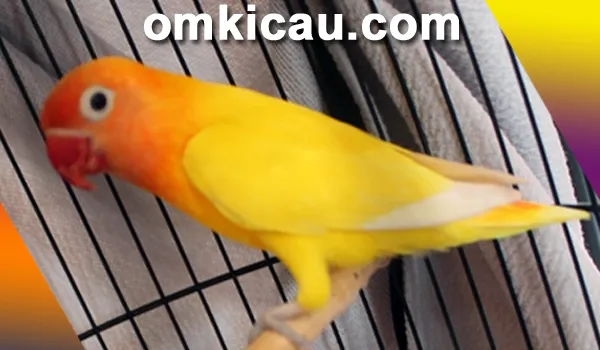 Lovebird Golden Boy