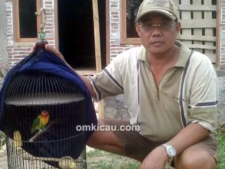 Feat Lovebird Murano