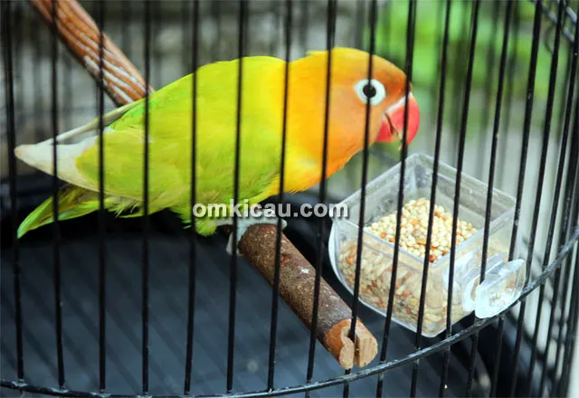 Lovebird SS