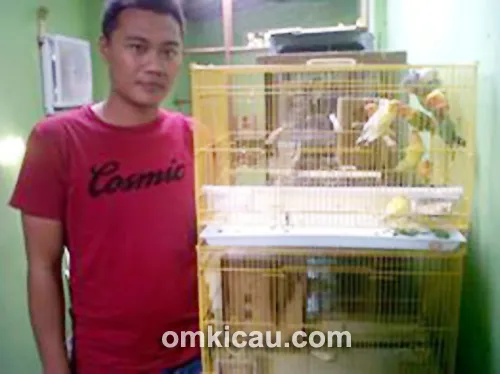 Ternak lovebird IP Bird Farm Pati