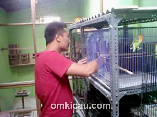 Ternak lovebird IP Bird Farm Pati