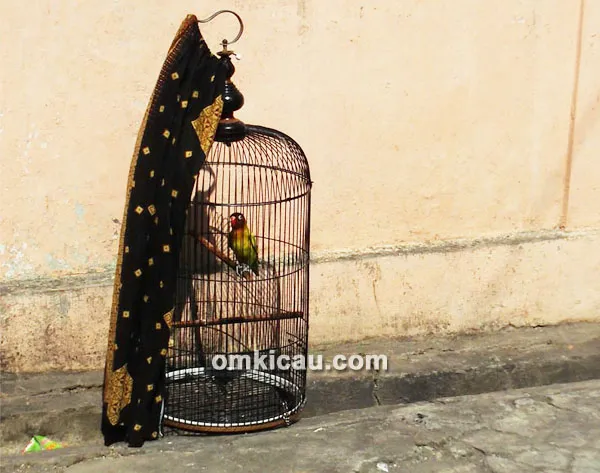 perawatan lovebird Solo