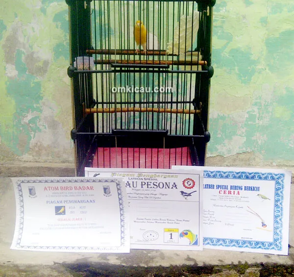 Kenari Ratu Goyang