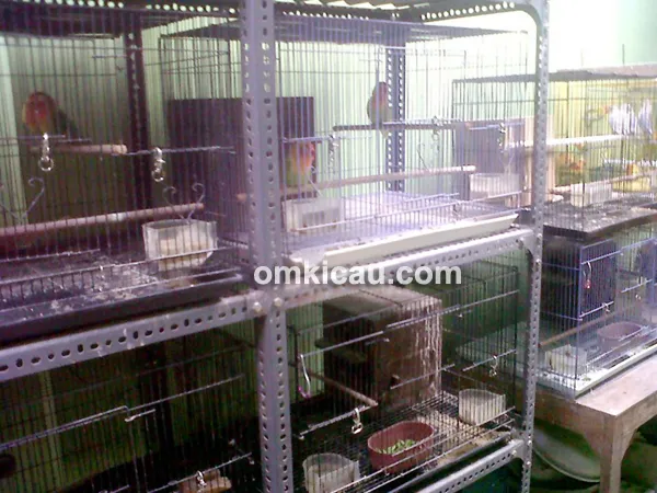 Ternak lovebird IP Bird Farm Pati