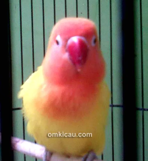 Lovebird Gadis