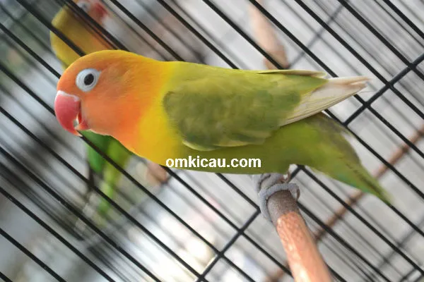Lovebird Mahadewi in action