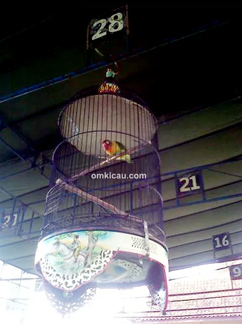Aksi lovebird Murano