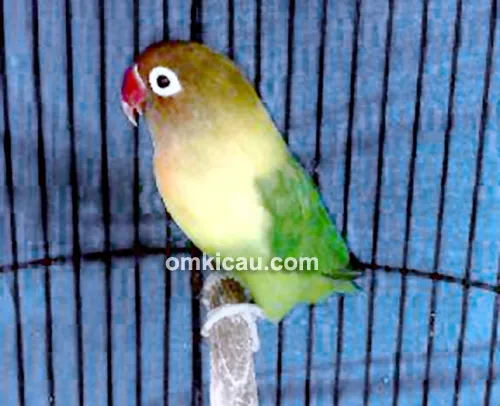Lovebird Nakulo
