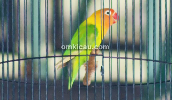 Lovebird Arum