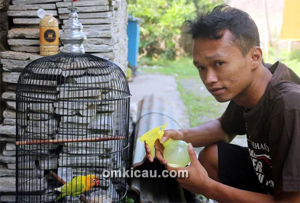 Perawatan lovebird SS