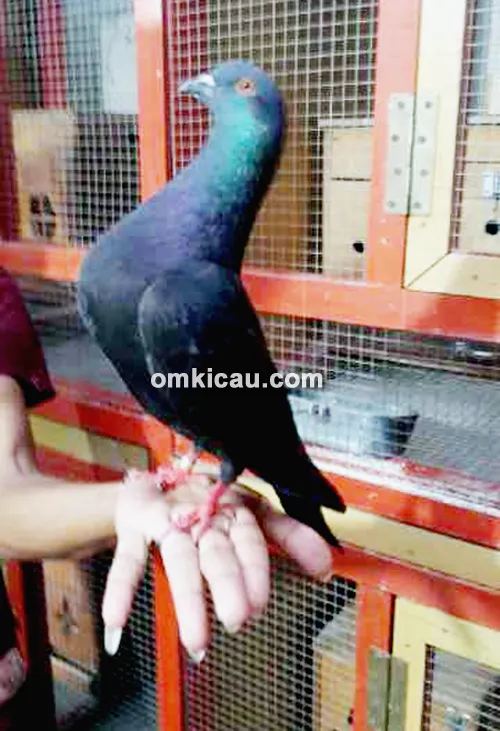 merpati Kuda Hitam