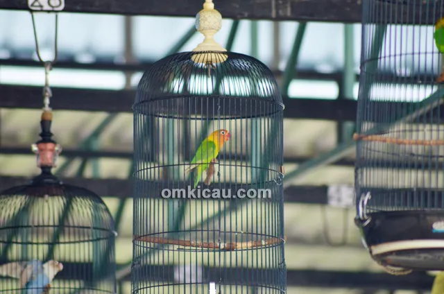 Lovebird Arum