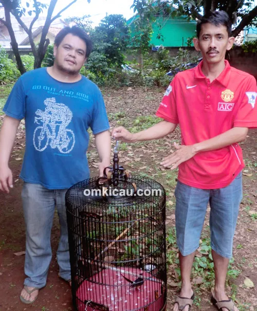 Murai batu Black Devil