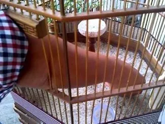 Pasir dalam sangkar branjangan