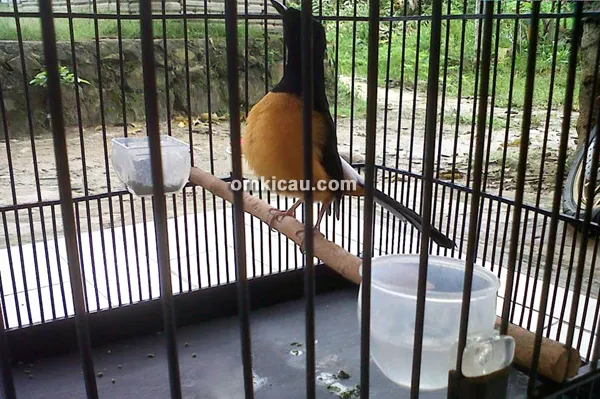 Murai borneo Sapu Jagad