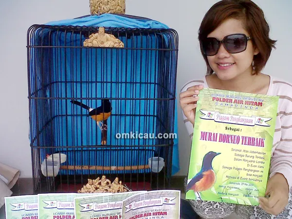Murai borneo Sapu Jagad