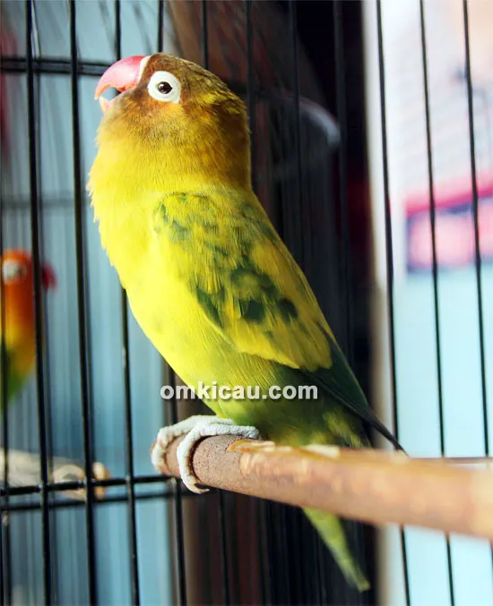 Lovebird Solo