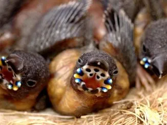 Tanda mulut anakan burung finh