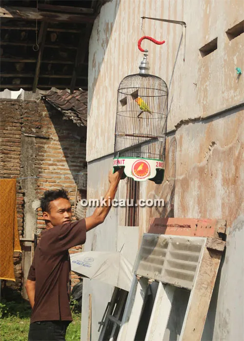 Perawatan lovebird SS