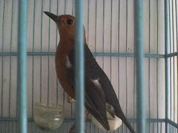 //omkicau.com/wp-content/uploads/2014/08/anis-merah-over-birahi.jpg