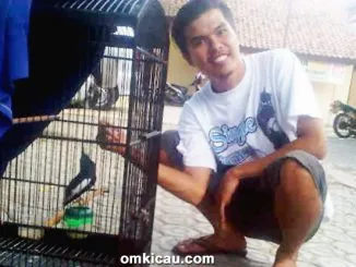 Om Asep dan kacer Laredo.