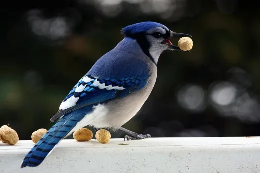 Burung makan kacang