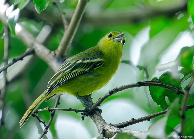 Cipoh jantung atau Green Iora (Aegithina viridissima)