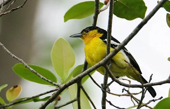 Breeding cipoh kacat