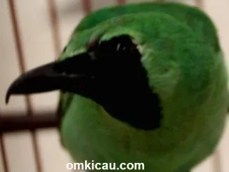 Cucak Hijau Giok Feat