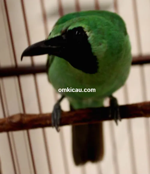 Cucak hijau Giok