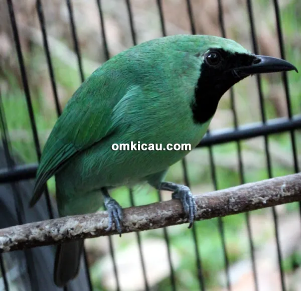 Cucak hijau Ronggo