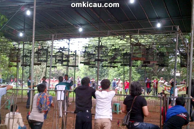 Kelas cucak hijau Hobbyku Kahfi