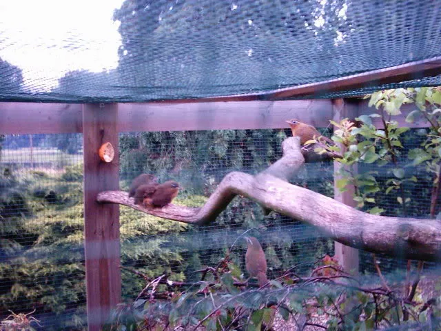 Habitat aviary untuk menangkar burung