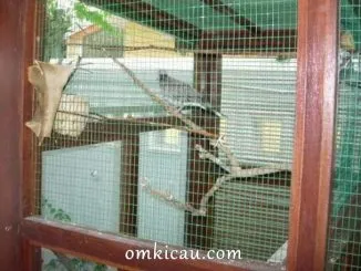 Burung dalam kandang aviary