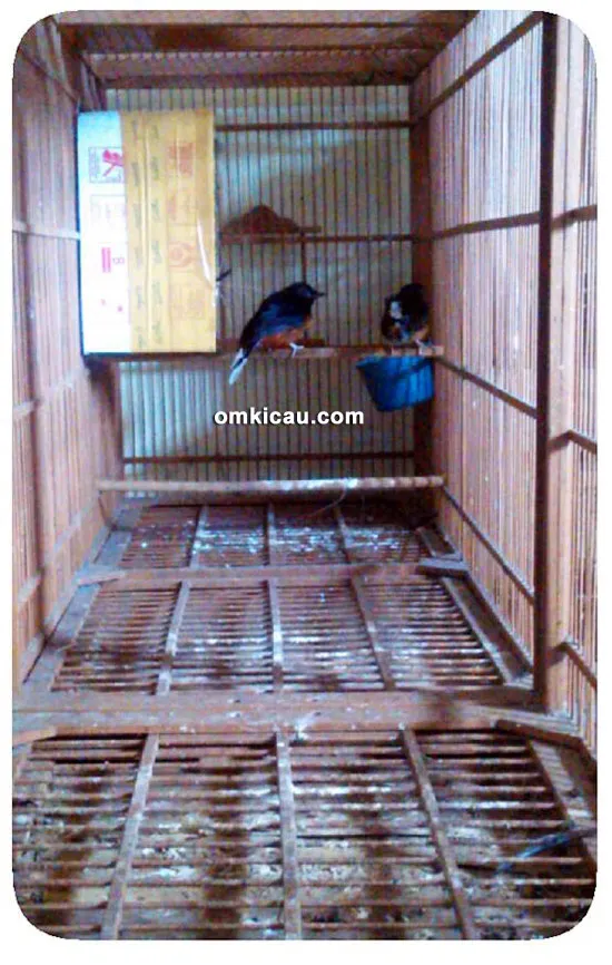 Kandang umbaran untuk ternak murai batu