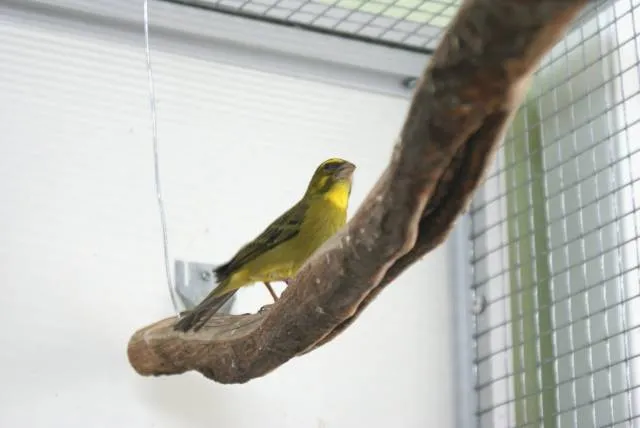 Kenari brimstone di kandang