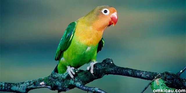 Warna bulu lovebird standar