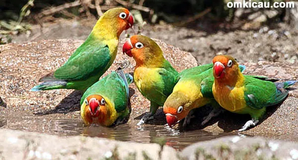 Warna bulu lovebird standar