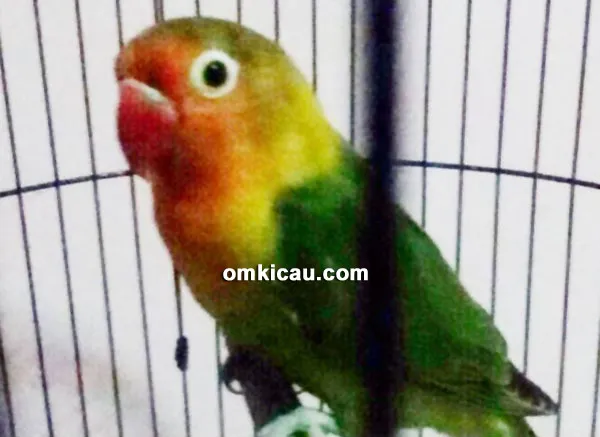 Lovebird Markisa