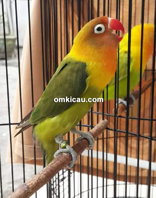 Lovebird Luwes Jr 002
