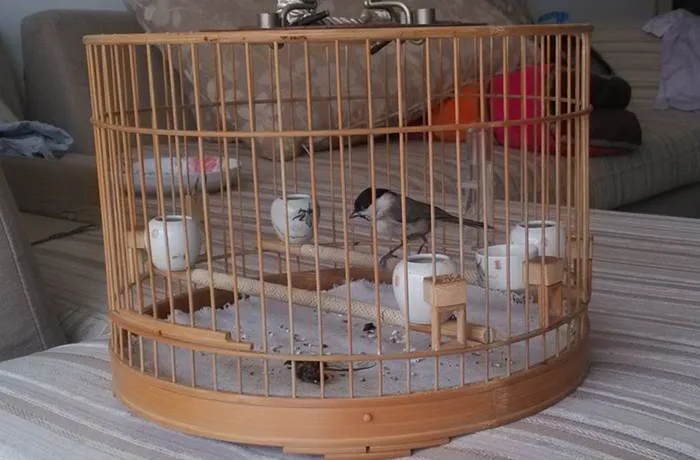 Marsh tit