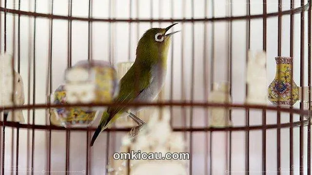 Membuat voer tinggi protein untuk burung