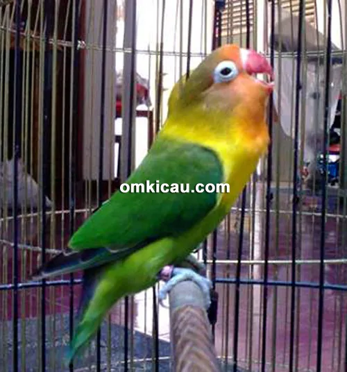 Lovebird Rose