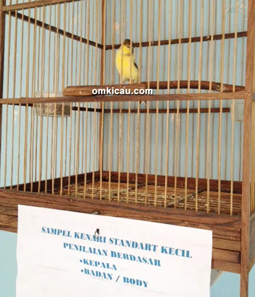 Sampel ukuran maksimal kenari kecil