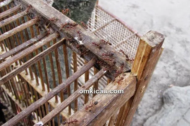 Tips mencegah semut di sangkar burung
