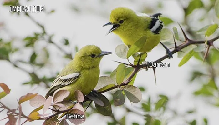 Sepasang burung cipoh kacat