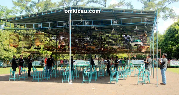 Suasana lomba kelas murai batu