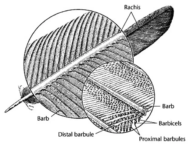 Struktur / susunan bulu burung