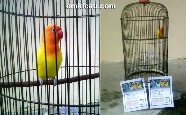Lovebird Sukowati